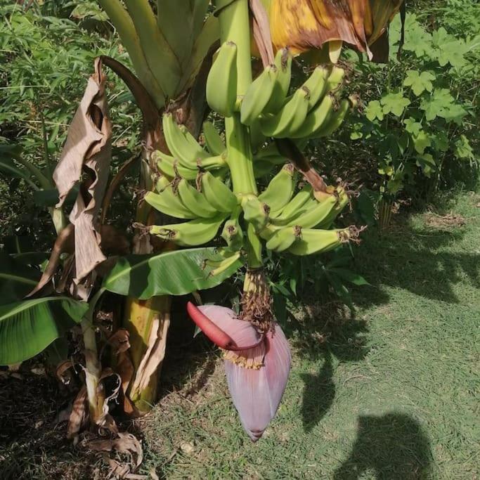 Ferienhaus New!! Tropical Tiny Sanctuary-tiny Near