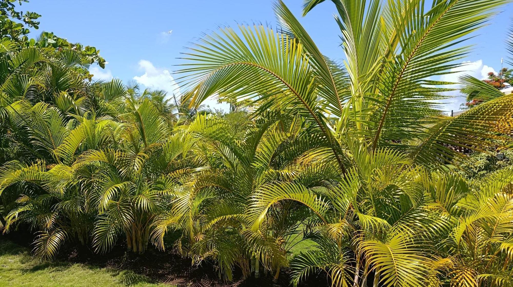 Lodges & Camping Macao Beach Bavaro Punta Cana Lodge