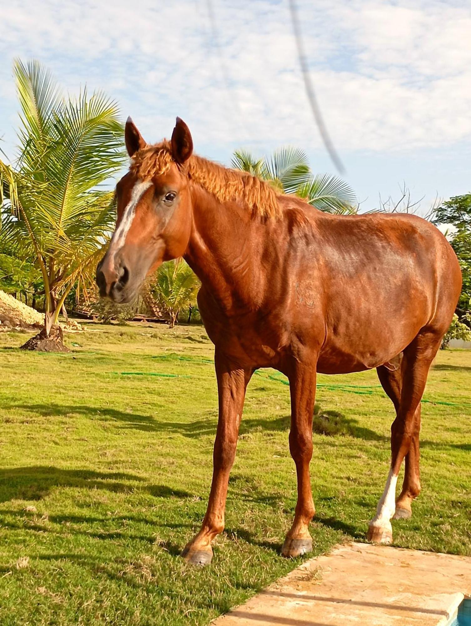 Lodge Lodges & Camping Macao Beach Bavaro Punta Cana *