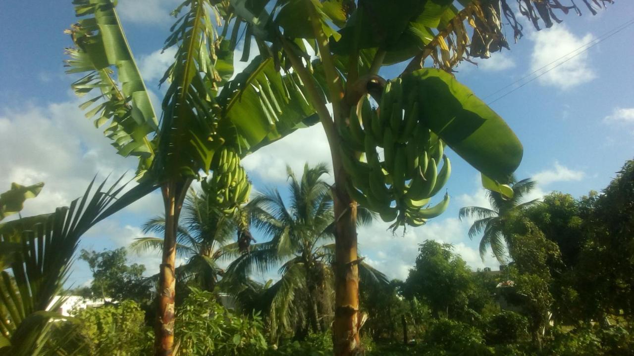 El Conde De Rosa * Punta Cana
