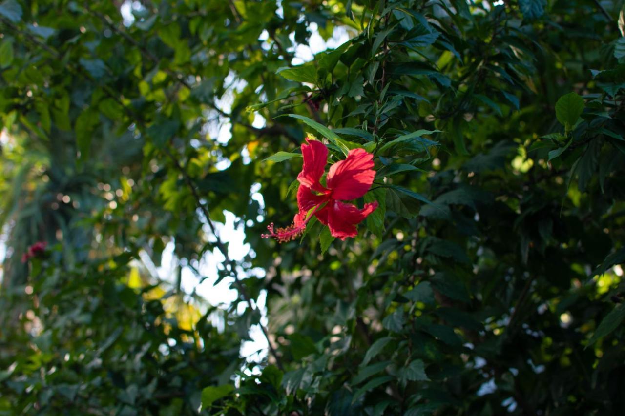 Jardin Esmeralda &