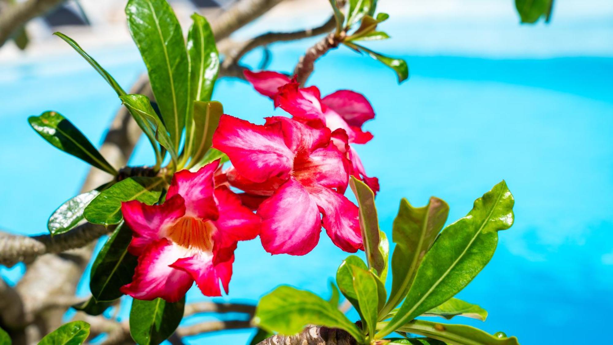 Boutique Flores * Punta Cana