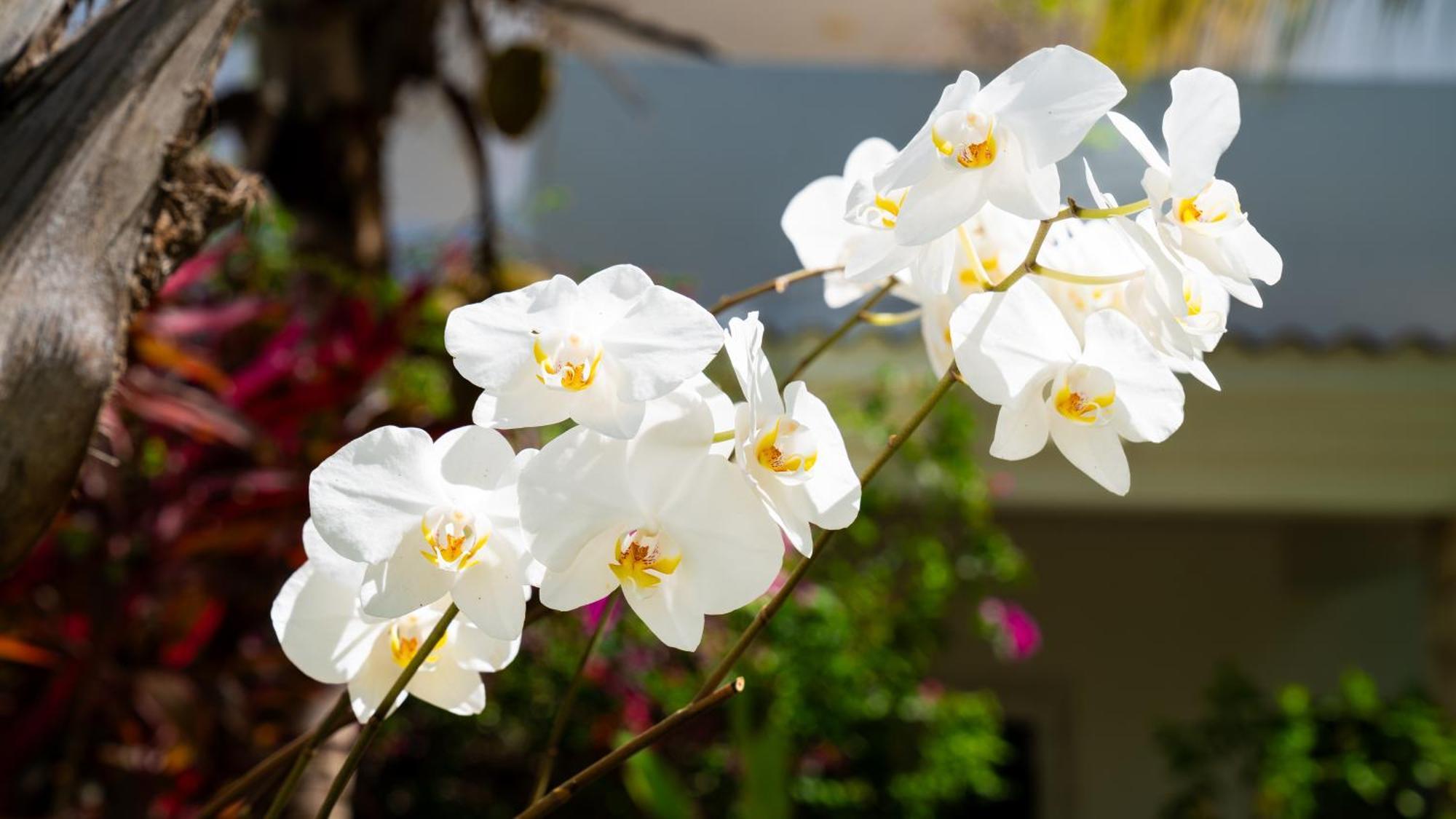 Hotel Boutique Flores