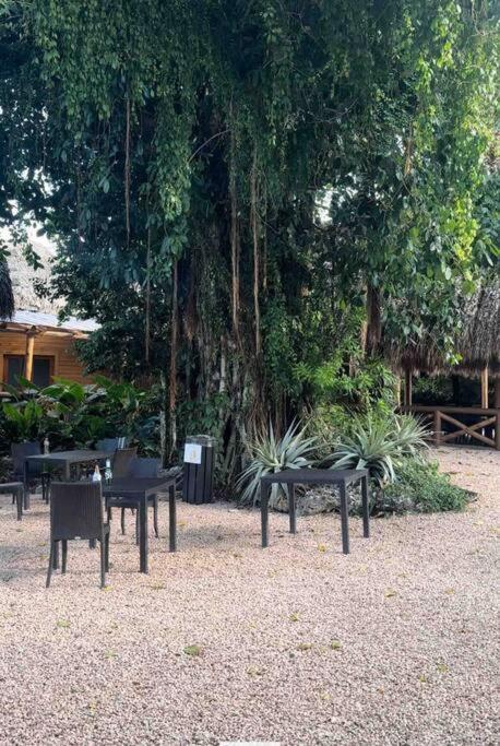Papaya Bavaro Just Steps From The Beach. Apartment